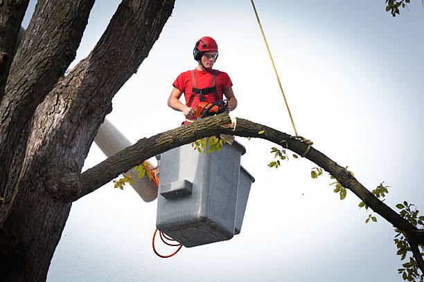Best Tree Risk Assessment  in Wentzville, MO